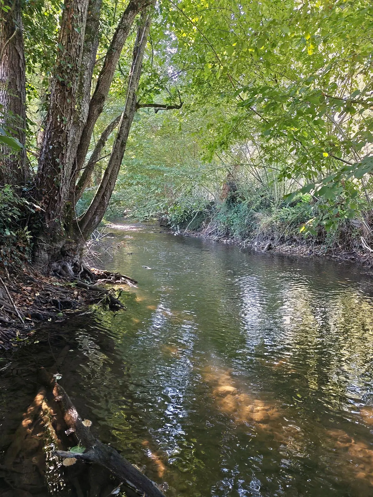 La Bourbre sous les arbres, en bordure du 10