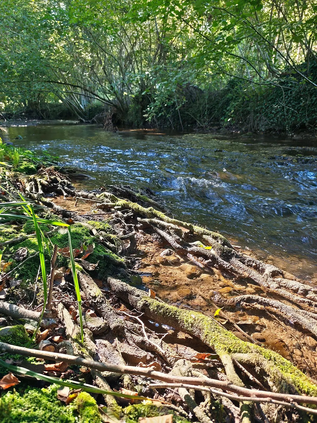 Racines moussues au bord de la Bourbre